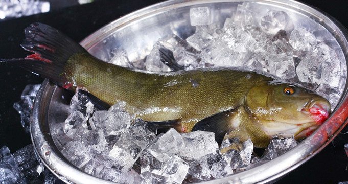 丁貴魚