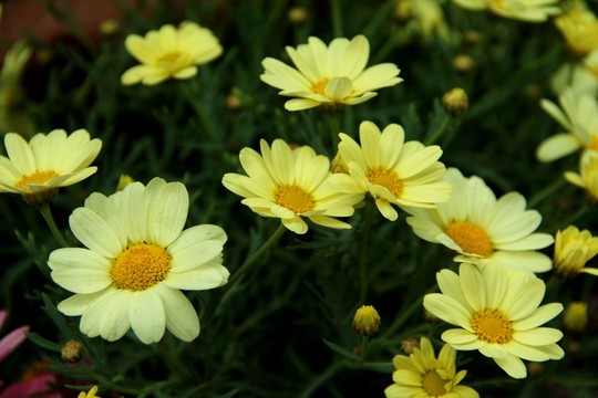 菊花