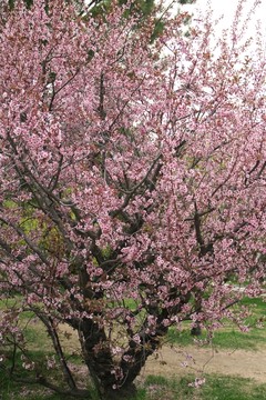 公園梅花樹
