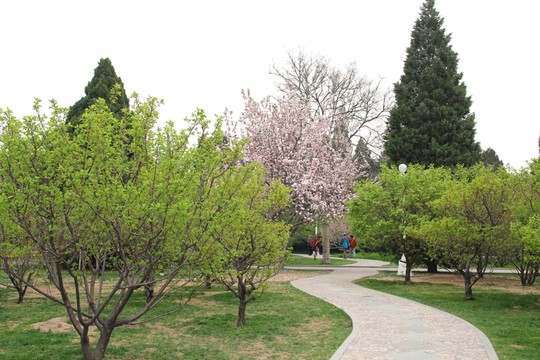 公园一角梅花树和小路