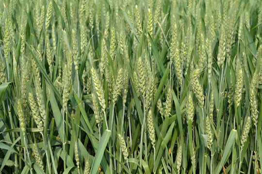 小麥揚(yáng)花