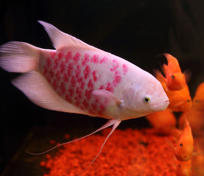 觀賞魚
