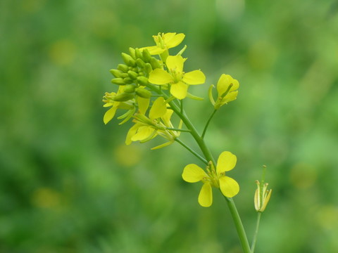 綠意油菜花