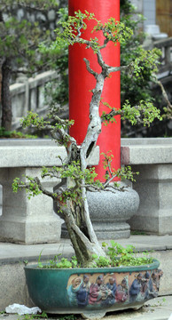 盆栽藝術(shù)