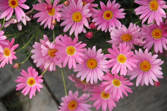 菊花