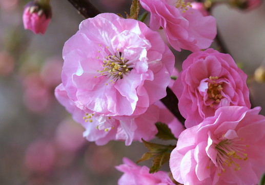 櫻花