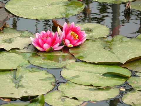 兩朵睡蓮
