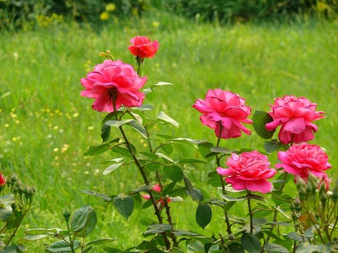 月季花