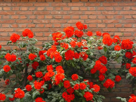 爬墻月季花