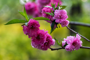 桃花