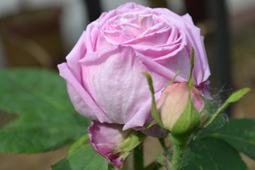 月季花