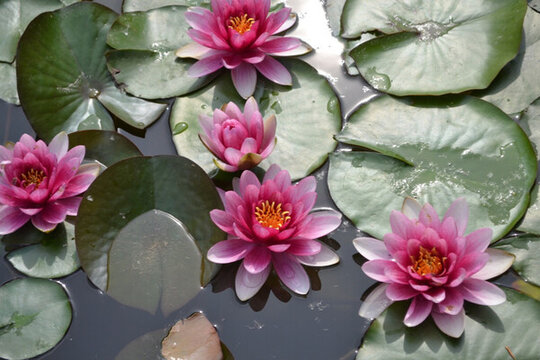荷花