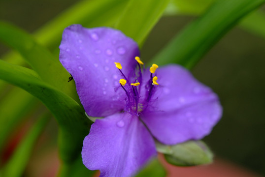 紫花
