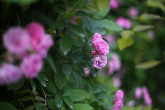 薔薇花