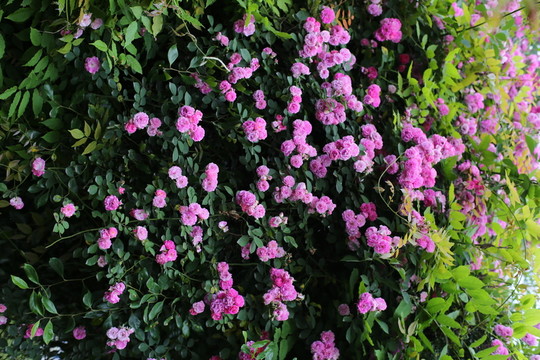 薔薇花
