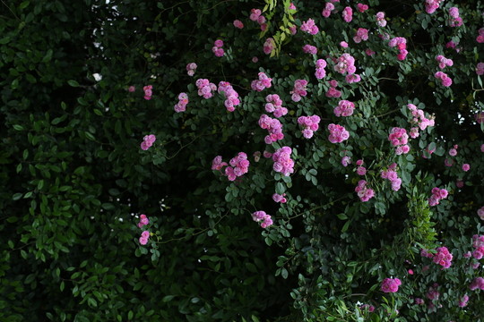 薔薇花