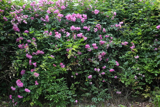 薔薇花