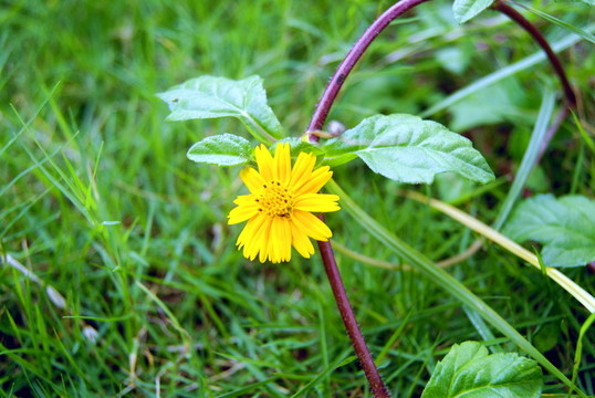 野菊花