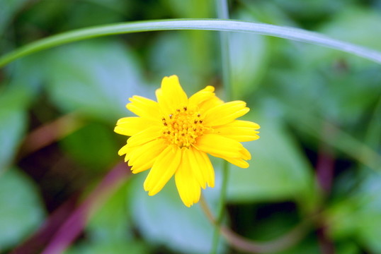 野菊花