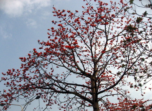 木棉花開紅艷艷