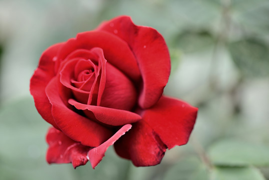 玫瑰花