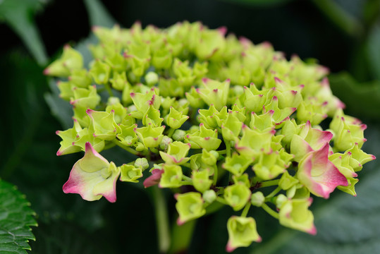 繡球花