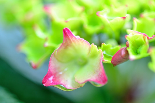 繡球花