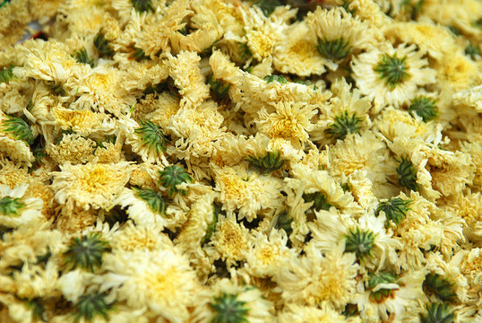 菊花 菊花茶