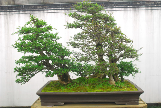 盆景 花卉