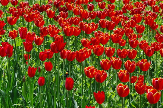 紅色郁金香花叢