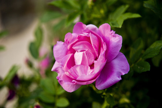 玫瑰花