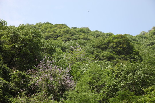 秦嶺