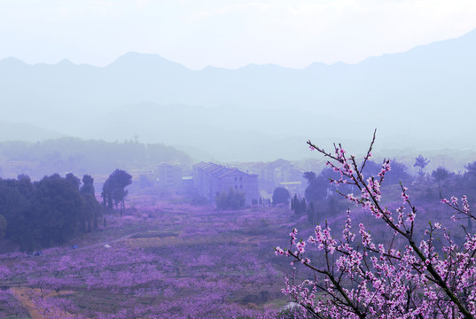 清晨中的桃花園