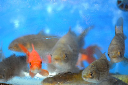 鮮活魚(yú)類