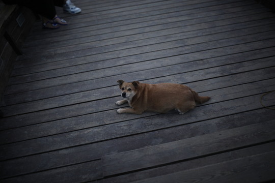 狗