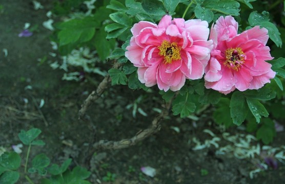 洛陽牡丹