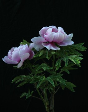 洛陽牡丹