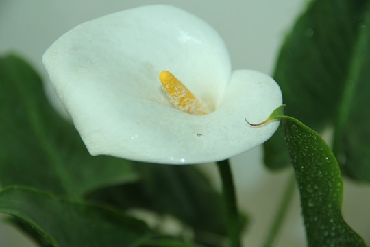 馬蹄蓮