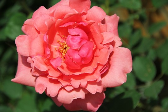 玫瑰花