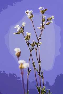 抽象小花