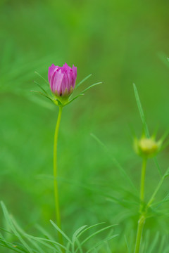 波斯菊