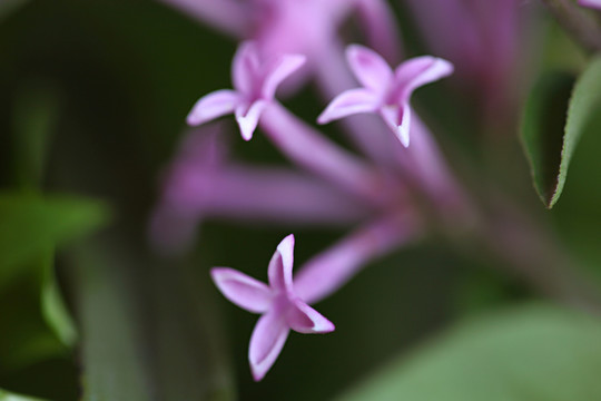 丁香花  微距