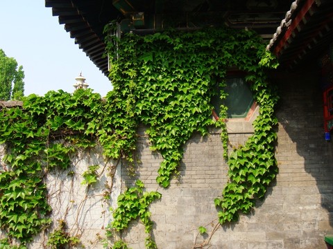 爬山虎