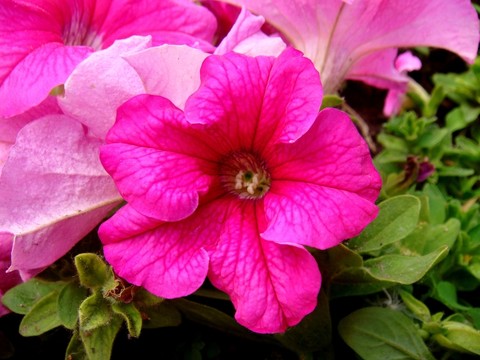 粉花