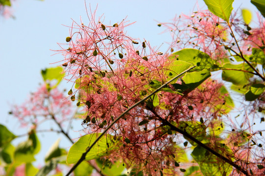 花籽樹葉