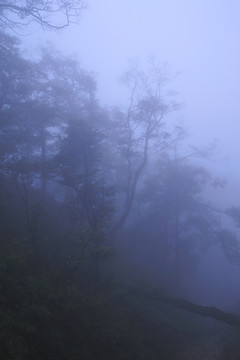 樹林云霧
