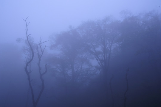 樹林 云霧