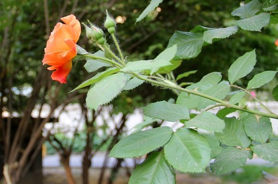 玫瑰花