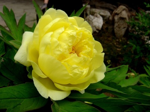 黃牡丹