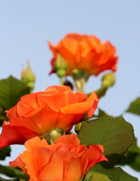 庭院玫瑰花